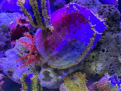 -太平洋海底世界