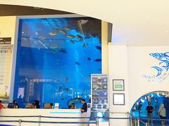 -迪拜水族馆及水下动物园