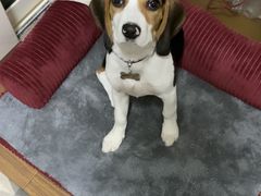 -爱侣宠医·鹦鹉专科·小型哺乳类·异宠专科(灵石路店)