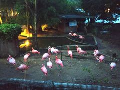 -清迈夜间动物园