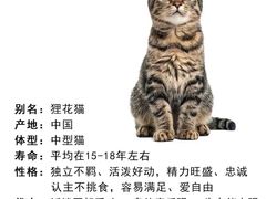 -lincat·猫舍(广州店)