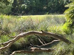 -墨尔本皇家植物园