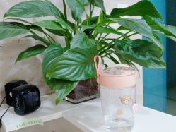 点击看大图 -凡碧诗毛孔清洁收细