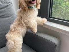 -萌宠之家·腊肠犬·马尔泰·小体犬舍