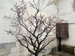 -青果巷历史文化街区