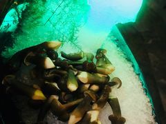 -探窝·竹笙椰子鸡(杨箕店)