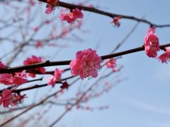 -花开海上生态园