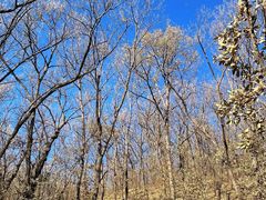 -大觉寺-停车场