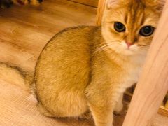 -李小姐の猫咖啡馆(五角场店)