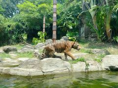 -深圳野生动物园