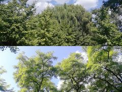 -长白岛森林公园