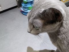 -琪喵猫屋·撸猫猫咖·猫舍