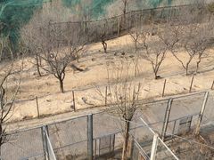 -青藏高原野生动物园