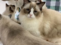 -鼓捣猫呢主题猫咖店