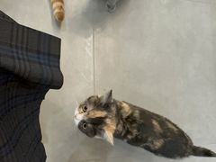 -Honey Bacca 哈尼芭卡高端萌宠(朝阳大悦城店)