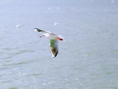-滇池海埂公园