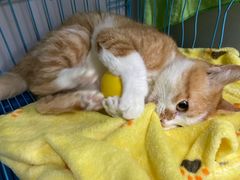 -瑞派动物医院·猫专科·至诚(江南中分院)