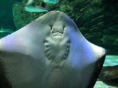 -瑞普利水族馆