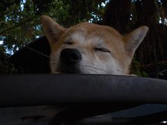 -柴犬高等学院·狗咖·柴犬售卖·宠物训练