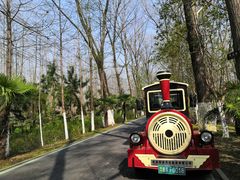 -合肥滨湖国家森林公园