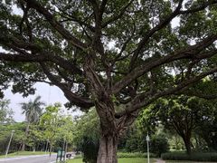 -东莞植物园