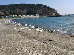 -烟墩角天鹅湖