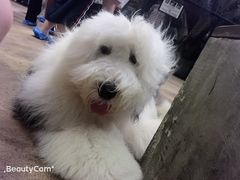 -TrueLove @ Neverland (Husky Cafe)