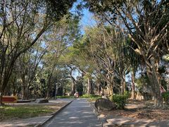 -瑞丽独树成林风景区