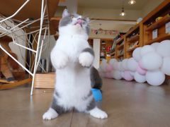 -猫咖时代(中山亭店)