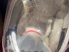 -伟伟宠物医院·瑞派猫友好医院·猫科(光谷店)