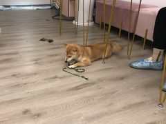 -浣熊柯尔鸭土拨鼠·电玩咖
