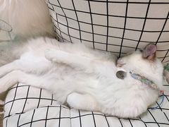 -猫在这儿猫咪咖啡馆·撸猫馆