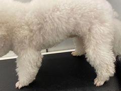 -comecome来吧宠物(奥克斯中心店)