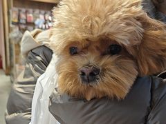 -FAELING PETS美天灵宠物(富力广场店)