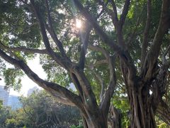 -白鹭洲公园