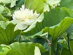 -荷花荡