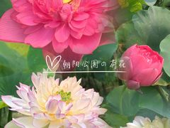 -朝阳公园