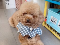 -Tim炒酸奶