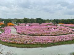-花开海上生态园