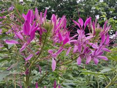 -松山湖梦幻百花洲
