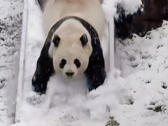 -栾川竹海野生动物园