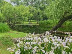 -上海共青森林公园