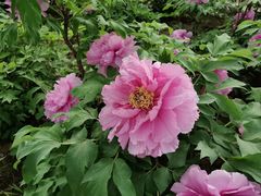 -洛阳市隋唐城遗址植物园