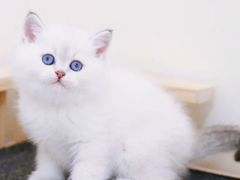 -猫十亿·布偶金渐层·曼基康矮脚猫舍(青年路店)