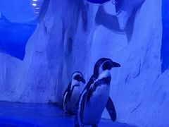 -多彩贵州城极地海洋世界