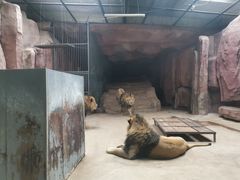 -鄂尔多斯野生动物园