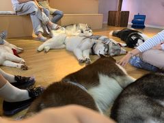 -Husky Go! 哈士奇体验馆·宠物咖啡厅狗咖