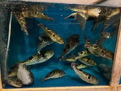 -天正河鲀·河豚亭(大连店)