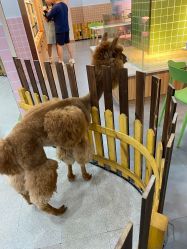 -Moni星球萌宠·小马宝莉·灵蛇·高端高阶全萌宠互动体验俱乐部(红豆国际广场店)