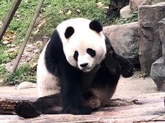 -都江堰中华大熊猫苑